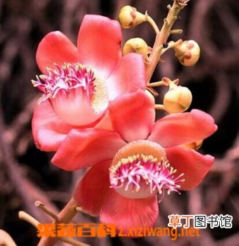 菩提花的功效与作用