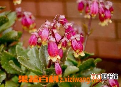 宫灯长寿花的功效与作用