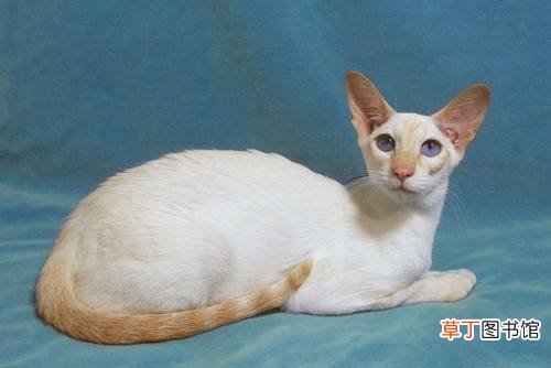 重点色短毛猫简介_重点色短毛猫价格_重点色短毛猫的寿命_重点色短毛猫的特征特点