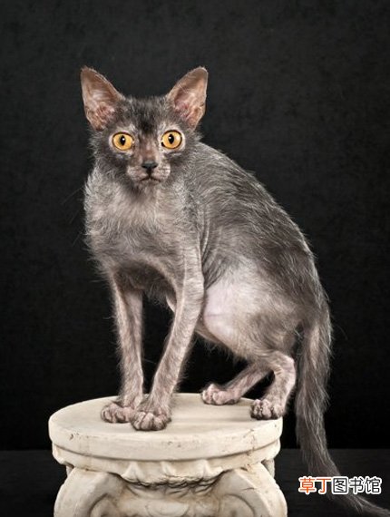 狼人猫简介_狼人猫价格_狼人猫的寿命_狼人猫的特征特点