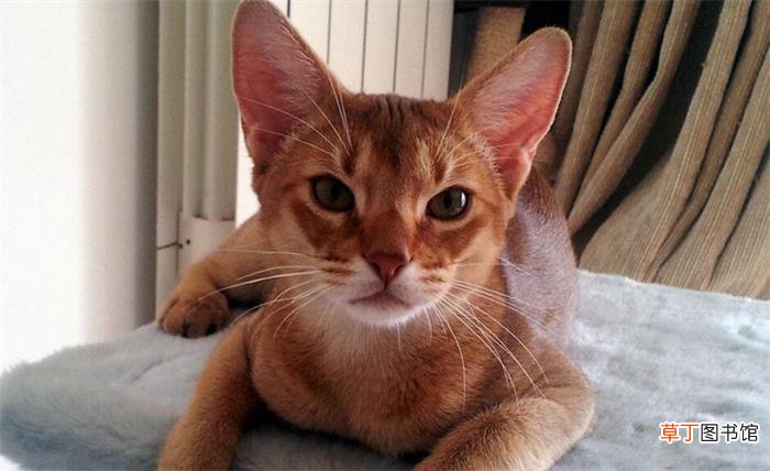 阿比西尼亚猫简介_阿比西尼亚猫价格_阿比西尼亚猫的寿命_阿比西尼亚猫的特征特点