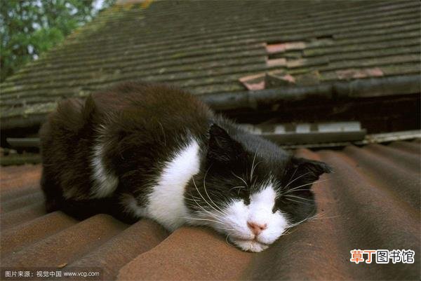 威尔士猫简介_威尔士猫价格_威尔士猫的寿命_威尔士猫的特征特点