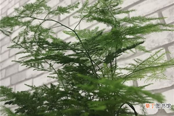 吊兰文竹发财树,夏天就得这么养，否则