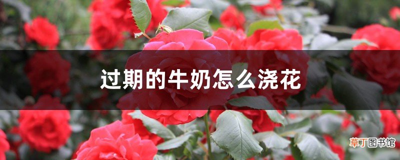 过期的牛奶怎么浇花