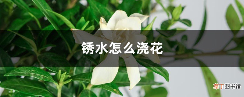 锈水怎么浇花