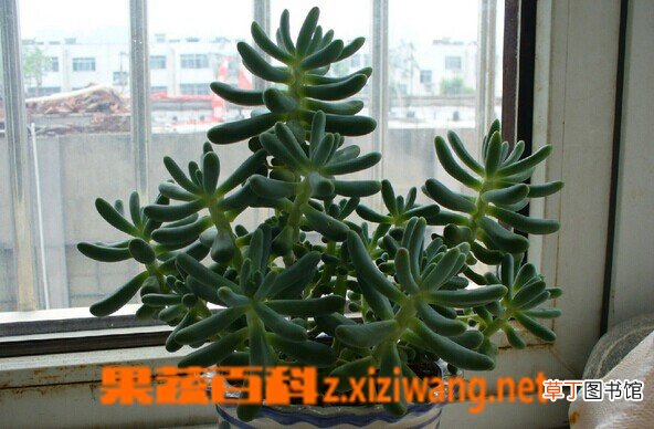 松鼠尾的功效与作用