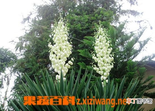 剑麻的功效与作用