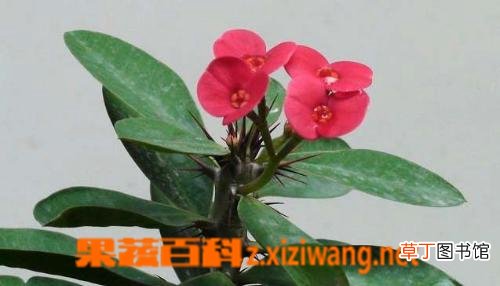 红龙骨的功效与作用
