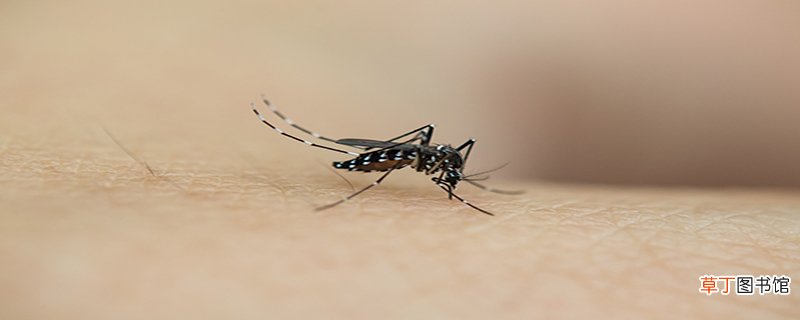 公蚊子和母蚊子的区别