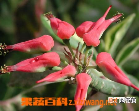 红雀珊瑚的功效与作用