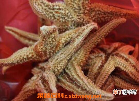海星泡酒的功效与作用 吃海星泡酒的好处
