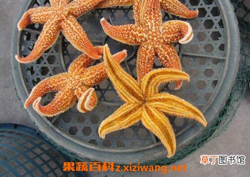 海星泡酒的功效与作用 吃海星泡酒的好处