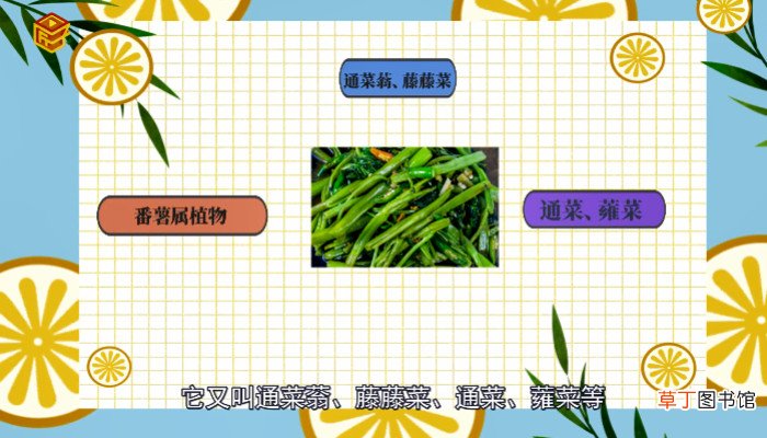 空心菜又叫什么菜
