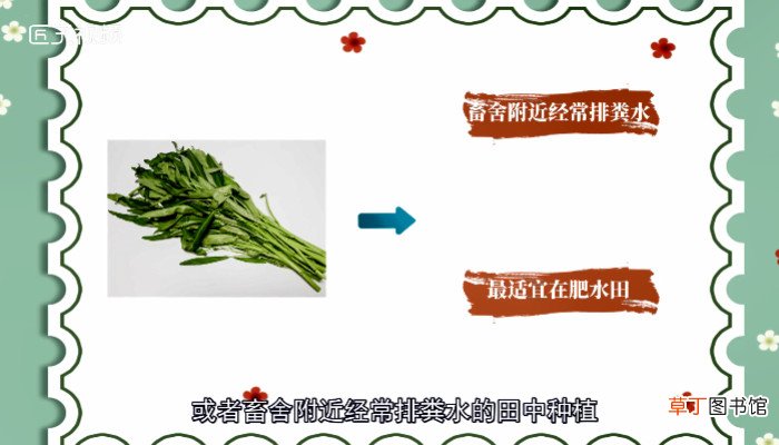 空心菜又叫什么菜