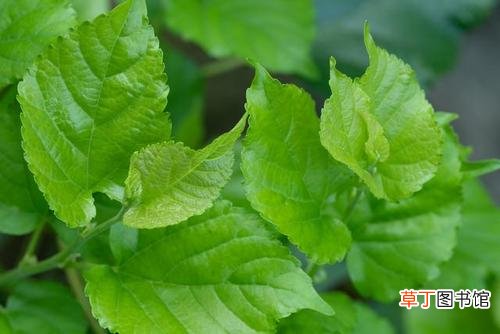桑叶的功效与作用-桑叶的药用价值