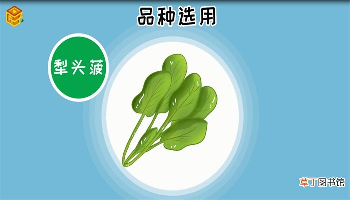 秋菠菜什么时间种合适