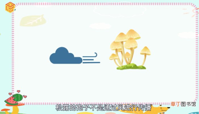 黑松露是什么