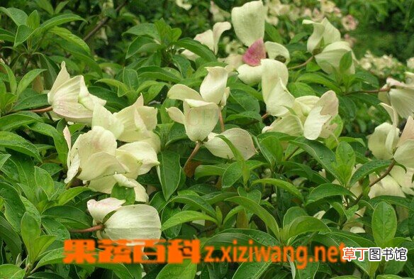 头状四照花的功效与作用