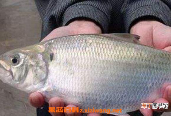 鲥鱼鳞的功效与作用 鲥鱼鳞的药用价值
