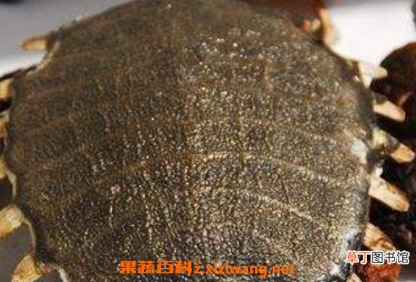 甲鱼壳的功效与作用