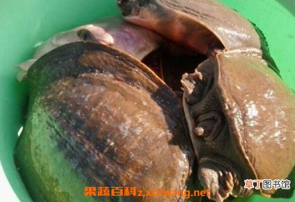 甲鱼壳的功效与作用