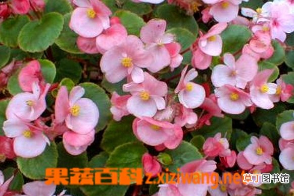 四季海棠的功效与作用