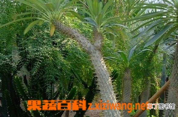 棒棰树的功效与作用
