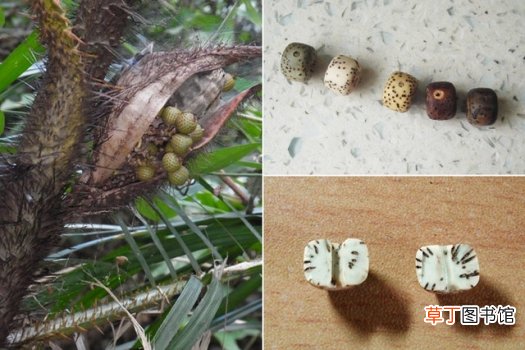 菩提树种子是菩提子吗