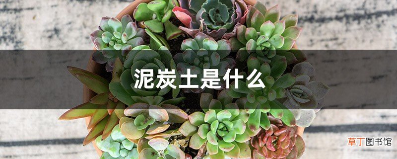泥炭土是什么