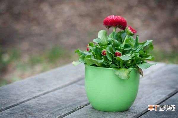 生活中哪些常见用品可以做花肥