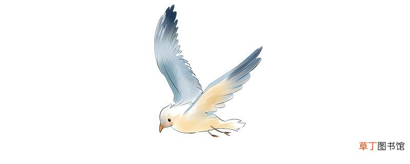 海鸥在爱情里象征什么