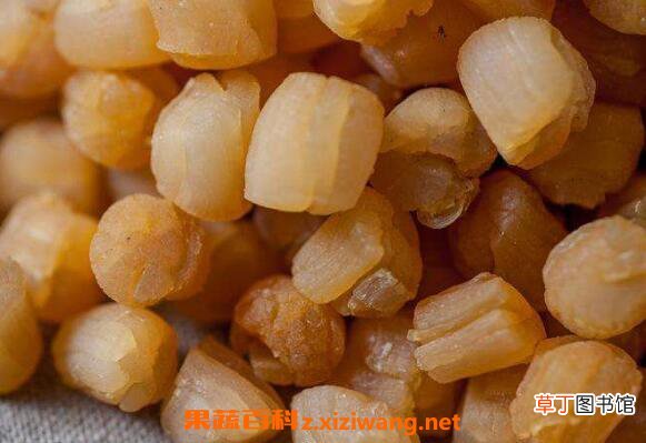 瑶柱怎么吃 瑶柱的做法及功效