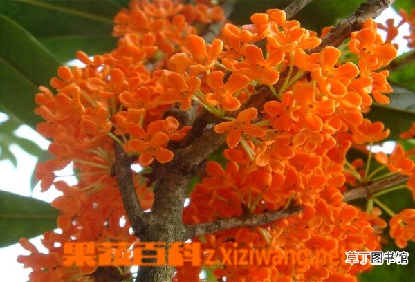 桂花树图片和种植技术