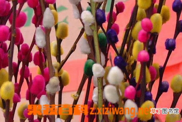 银芽柳的功效与作用