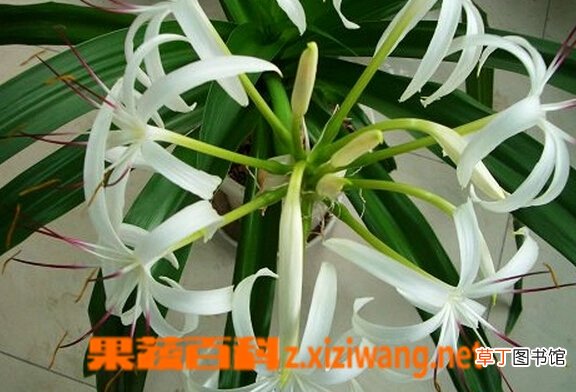 文殊兰的功效与作用