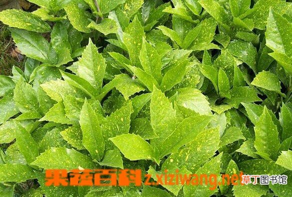 桃叶珊瑚的功效与作用