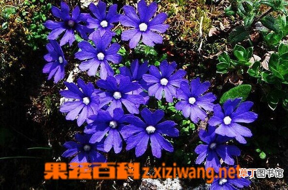 天蓝龙胆的功效与作用