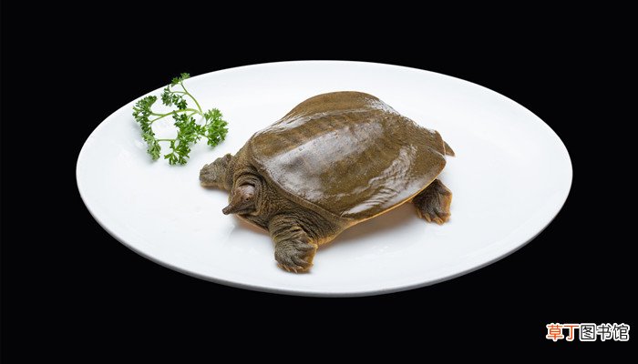 甲鱼最喜欢吃什么食物