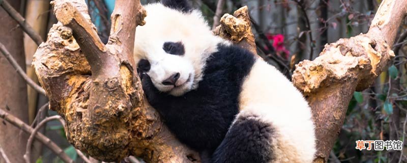 大熊猫有几个手指头