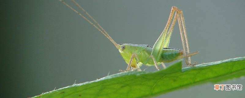 绿蝈蝈的外形特点和生活特征