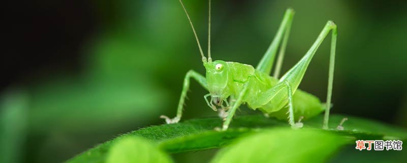 绿蝈蝈的外形特点和生活特征