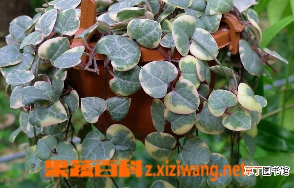 花叶爱之蔓的功效与作用