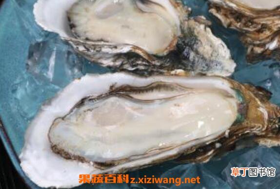 生蚝怎么吃 生蚝的功效与作用