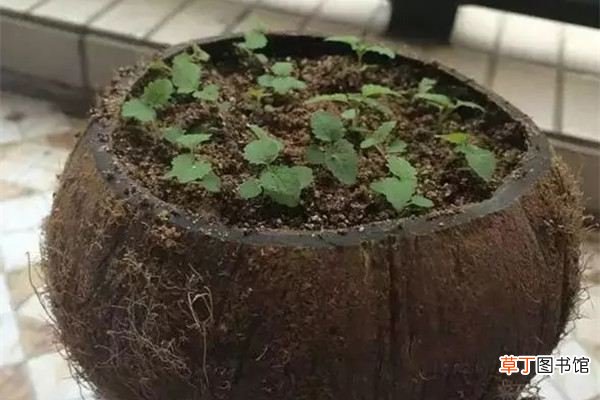 这几个小物件都能做花盆，你都知道吗