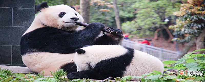 大熊猫的特点是什么