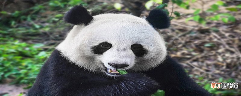 大熊猫的特点是什么