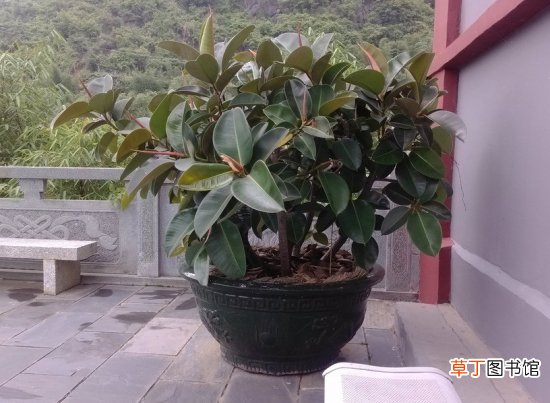 橡皮树多长时间浇水一次