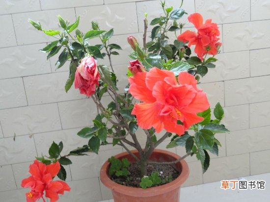 扶桑的养殖方法和注意事项