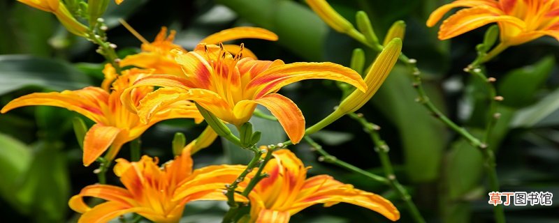 金针菜和黄花菜的区别