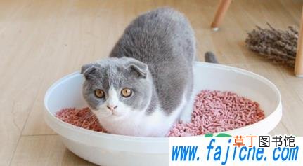 豆腐猫砂发霉晒晒能用吗 豆腐猫砂发霉用了会死吗